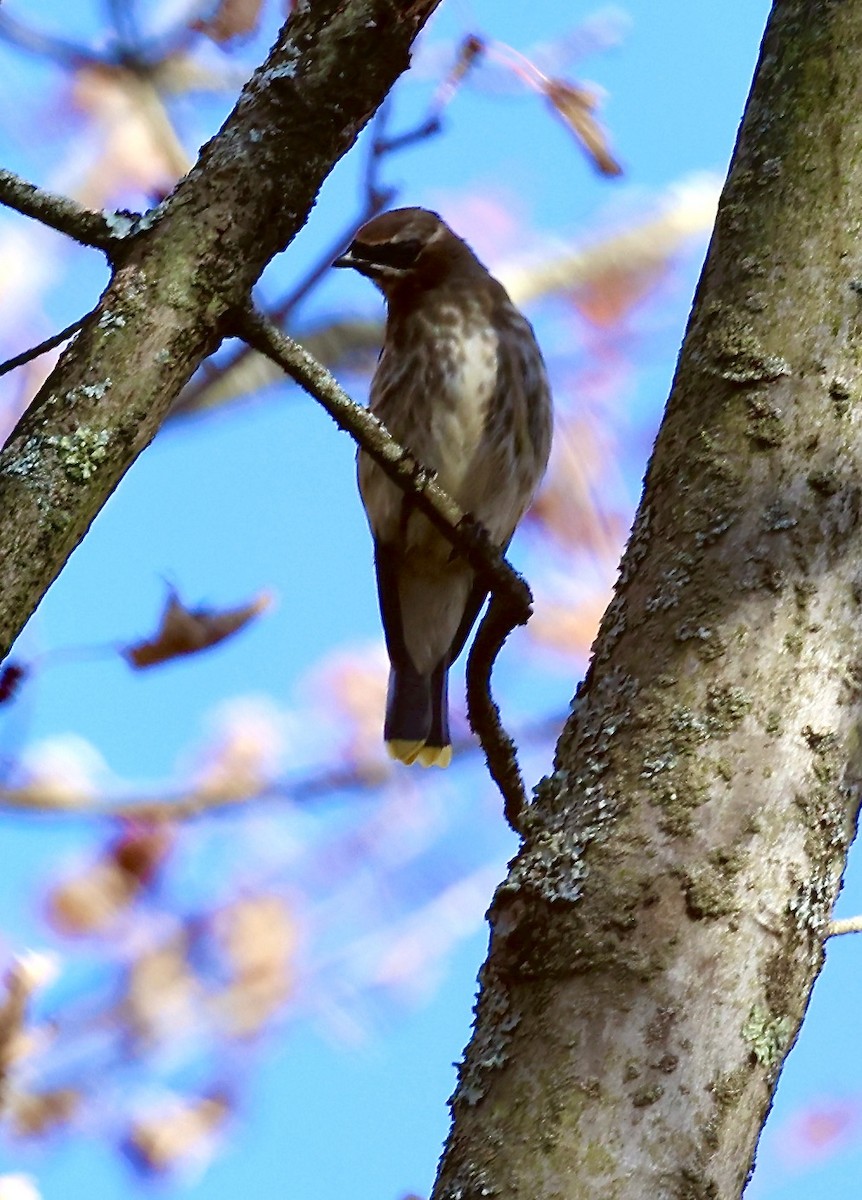 Cedar Waxwing - ML625272163