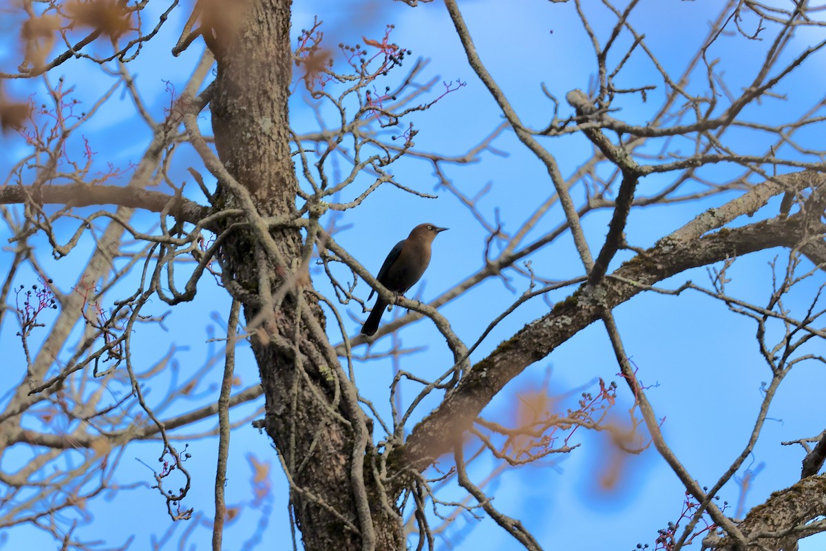 Rusty Blackbird - ML625272175