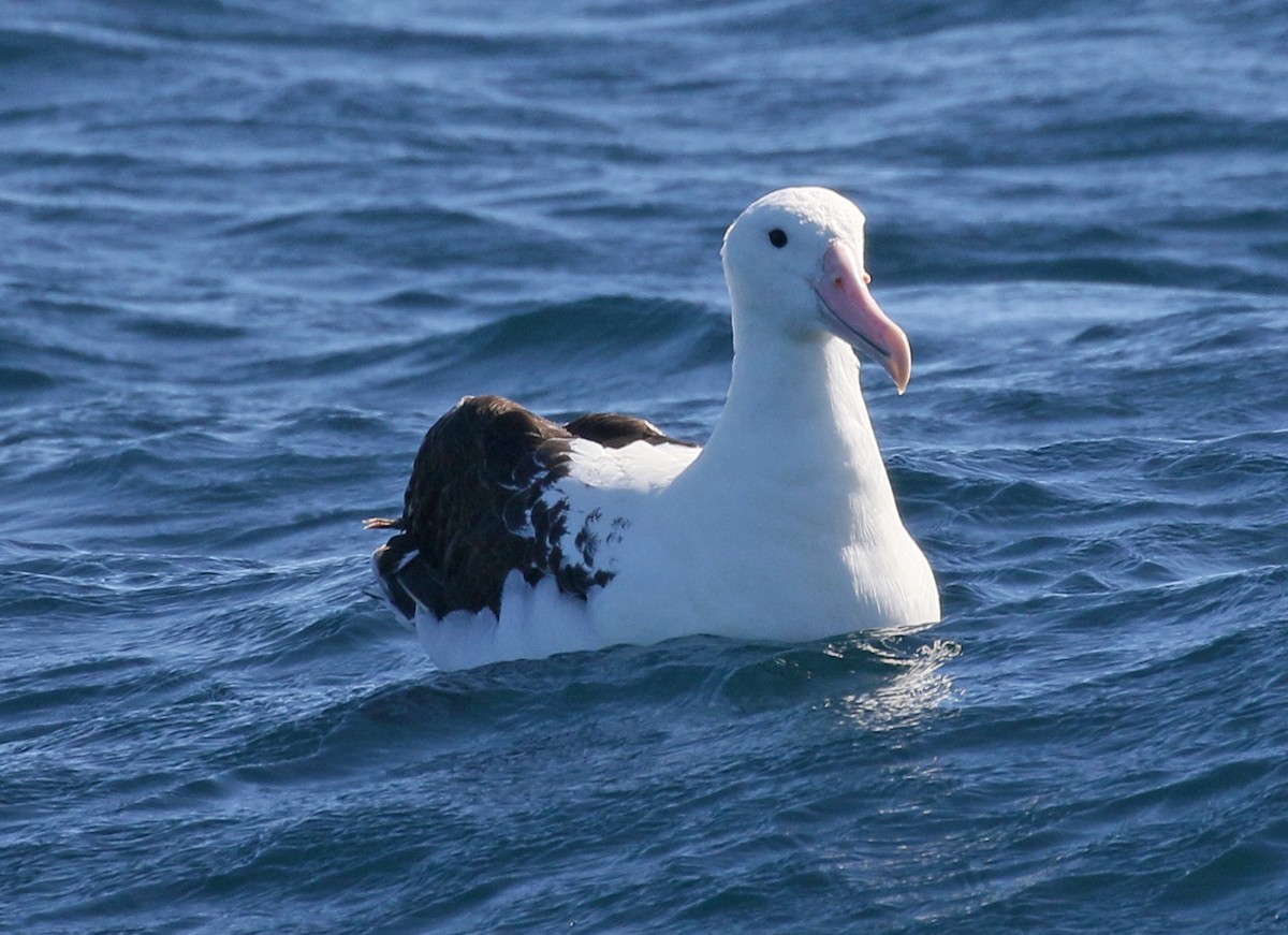 Northern Royal Albatross - ML625272184