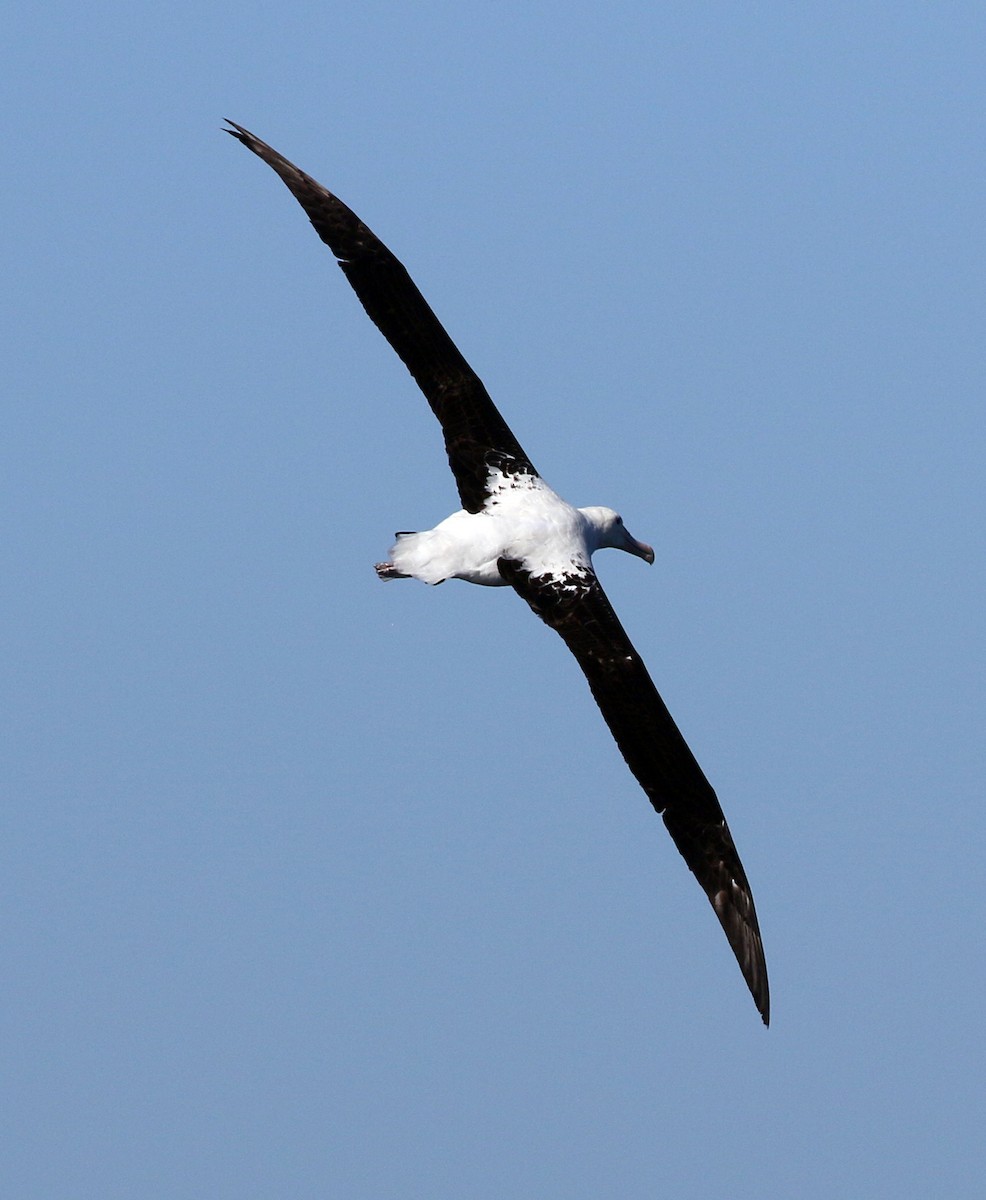 Northern Royal Albatross - ML625272185