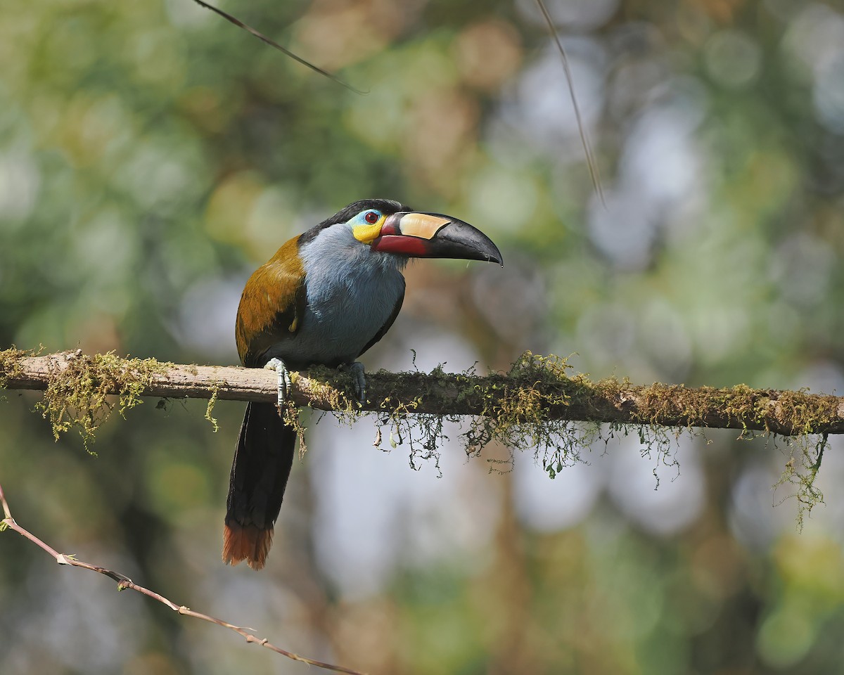 Plate-billed Mountain-Toucan - ML625272186