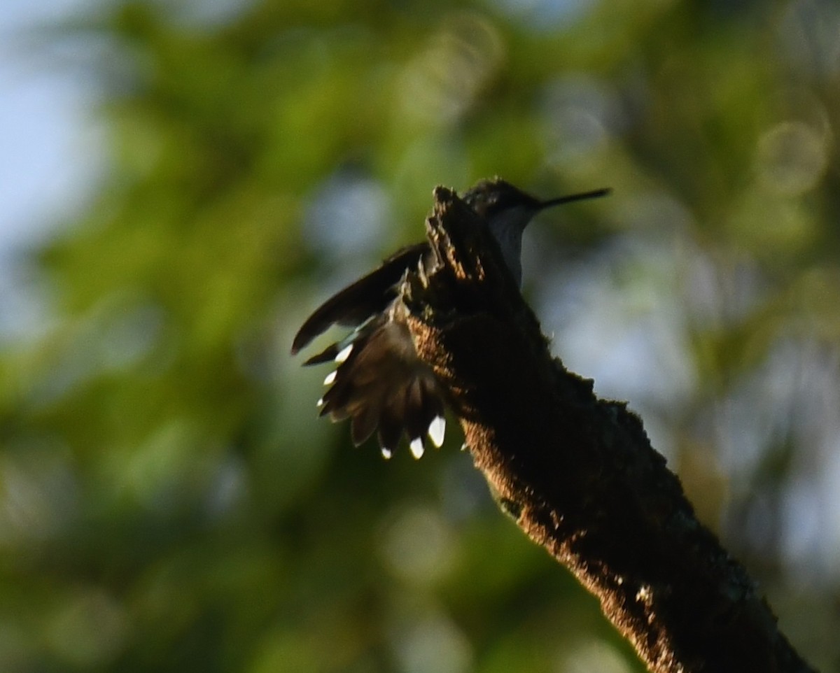 Broad-tailed Hummingbird - ML625272211