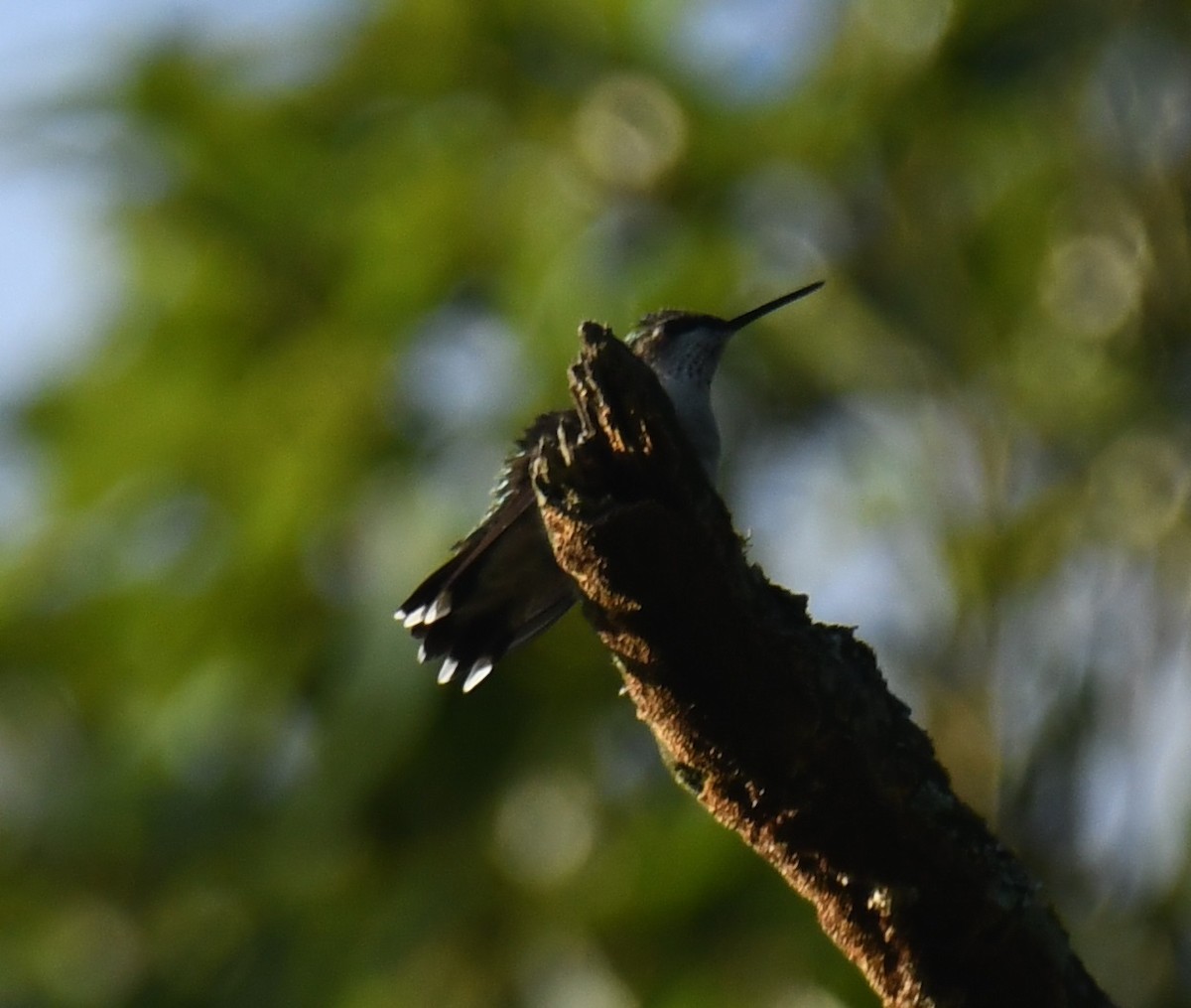 Broad-tailed Hummingbird - ML625272212