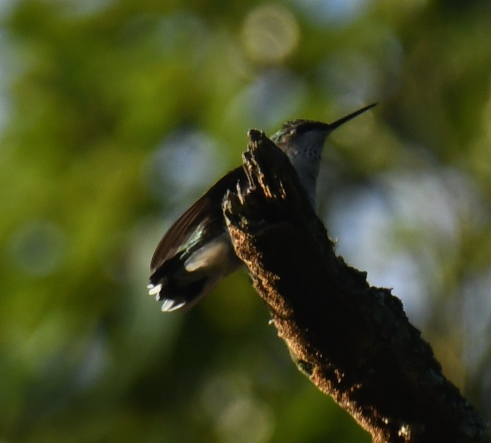 Broad-tailed Hummingbird - ML625272213