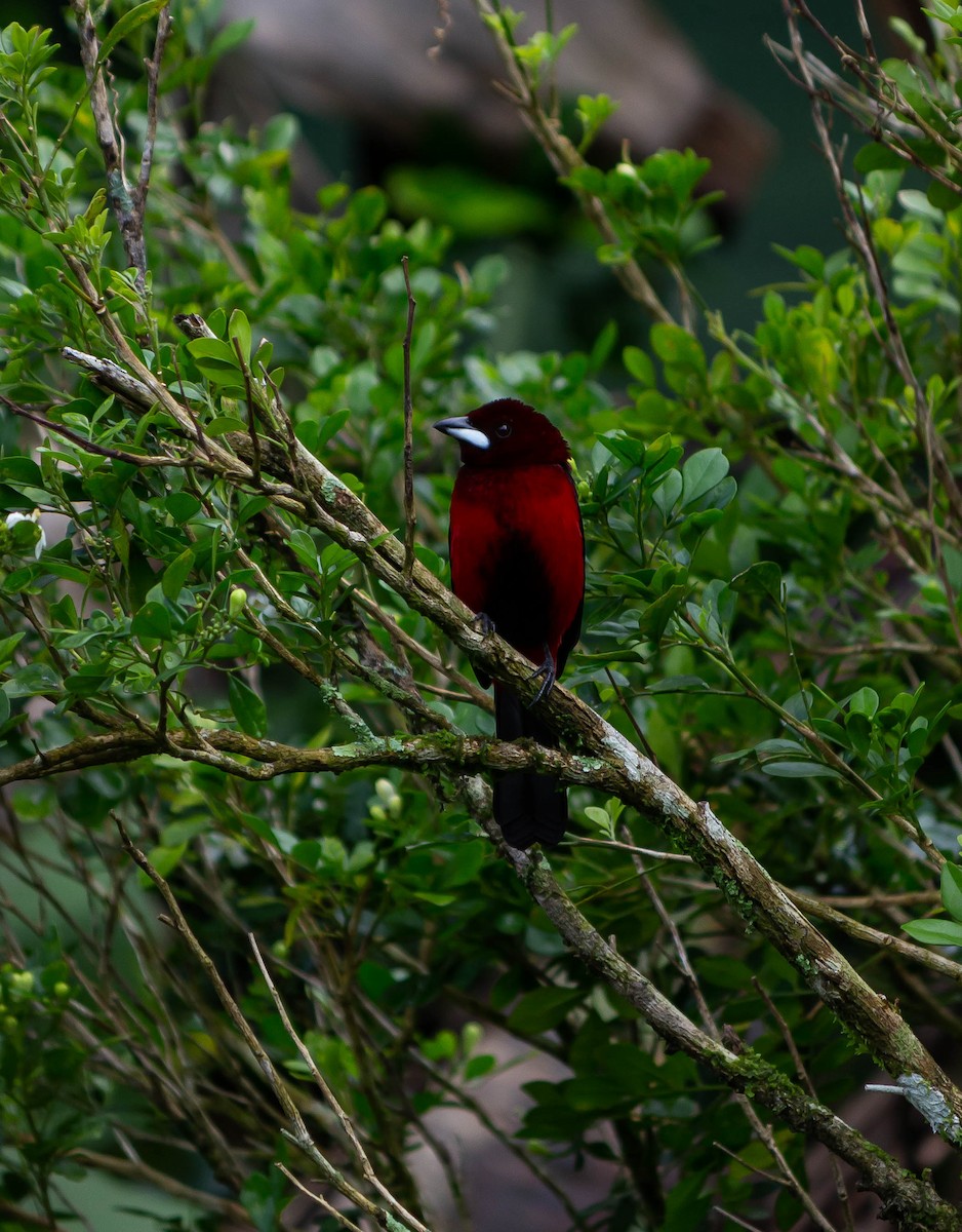 Crimson-backed Tanager - ML625272226