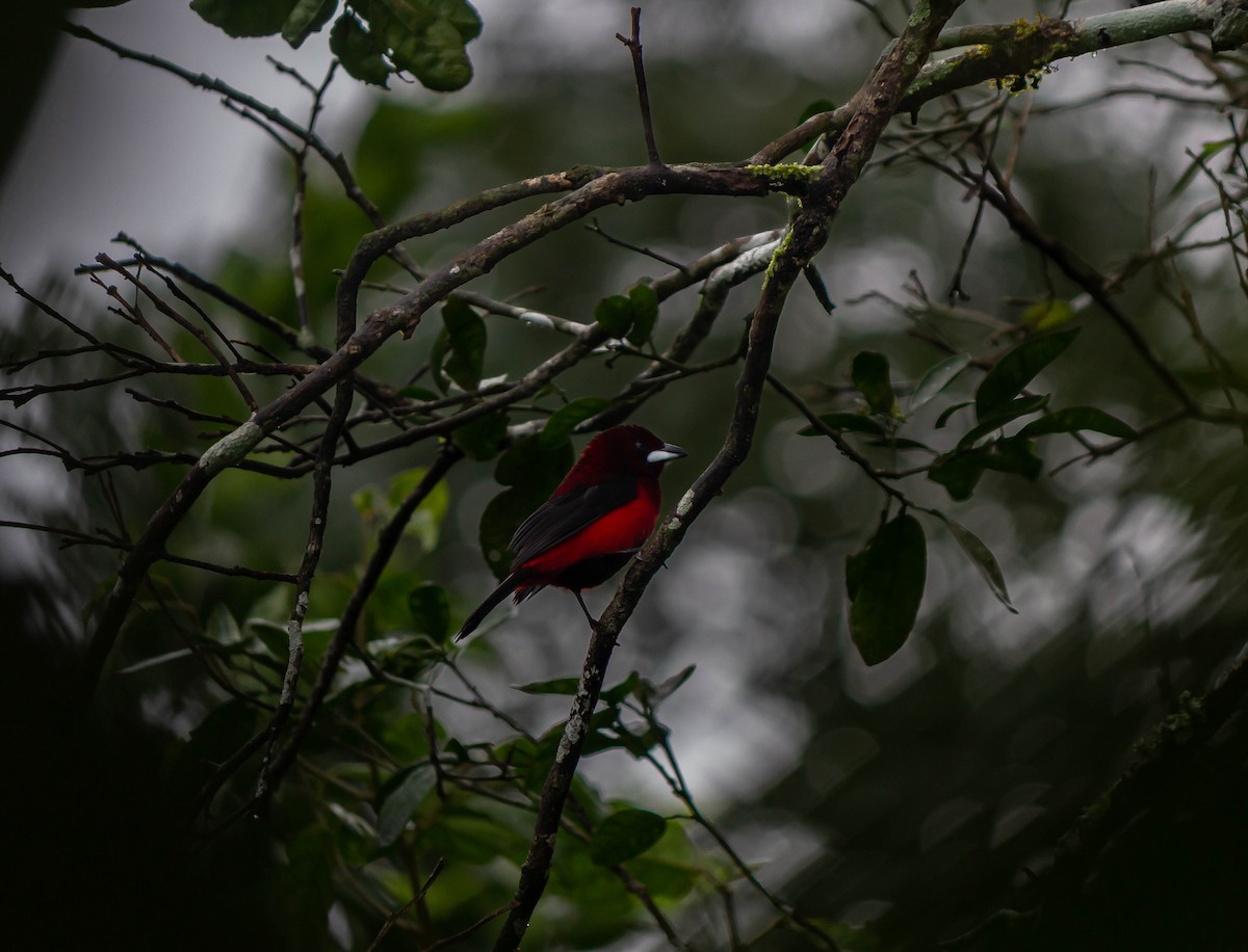 Crimson-backed Tanager - Francy Cortés