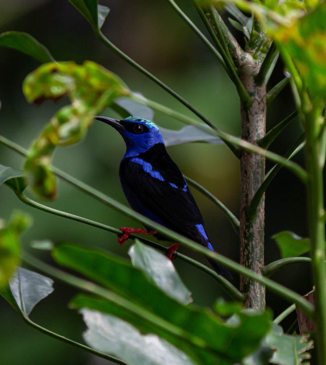 Red-legged Honeycreeper - ML625272244