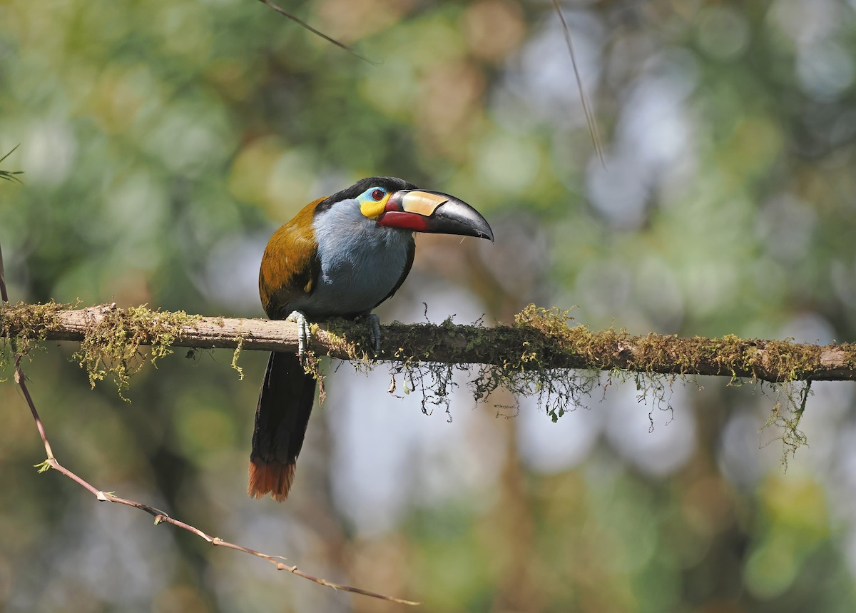 Plate-billed Mountain-Toucan - ML625272257