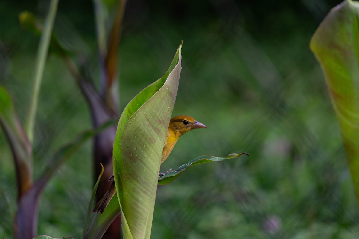 Summer Tanager - ML625272323