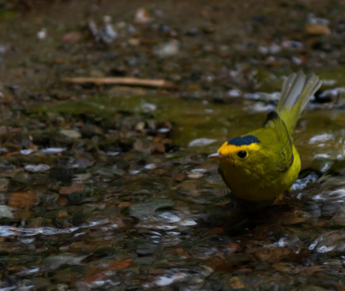 Wilson's Warbler - ML625272385