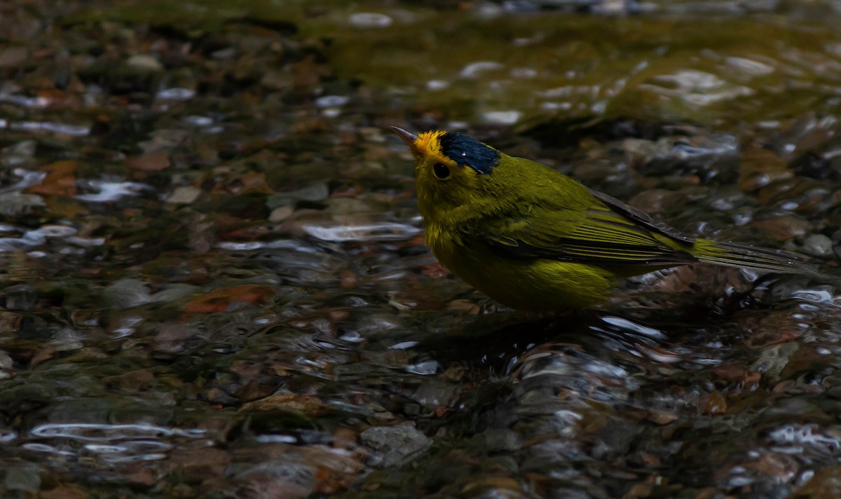 Wilson's Warbler - ML625272386