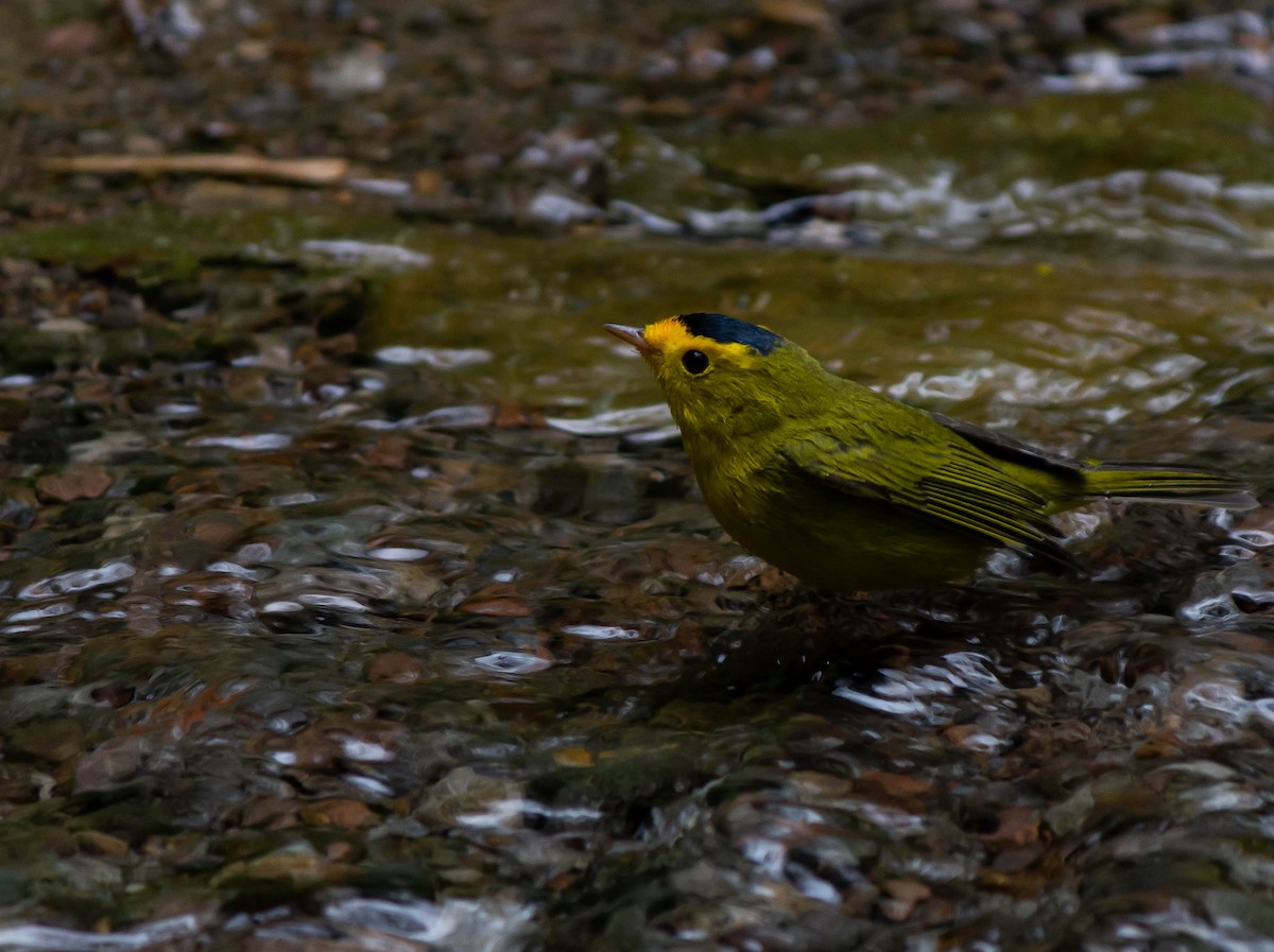 Wilson's Warbler - ML625272387