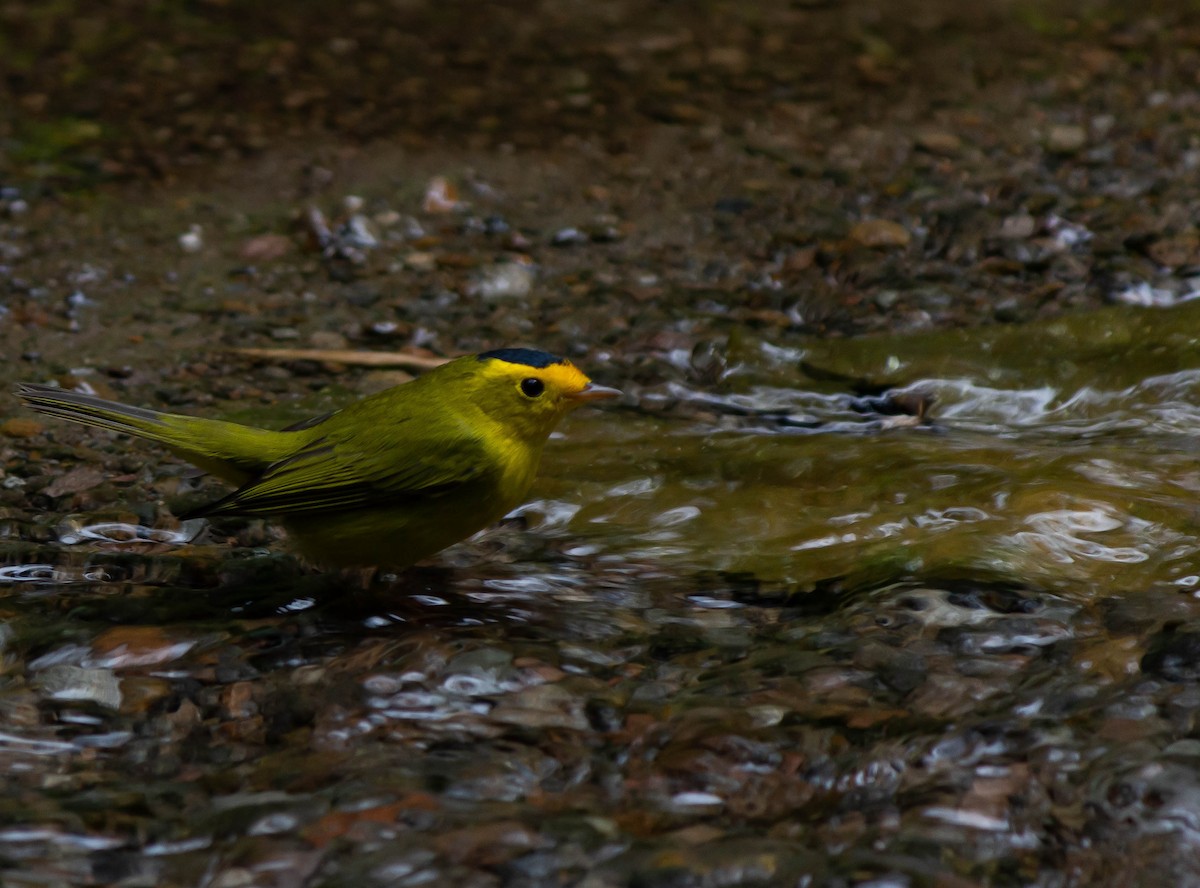 Wilson's Warbler - ML625272388