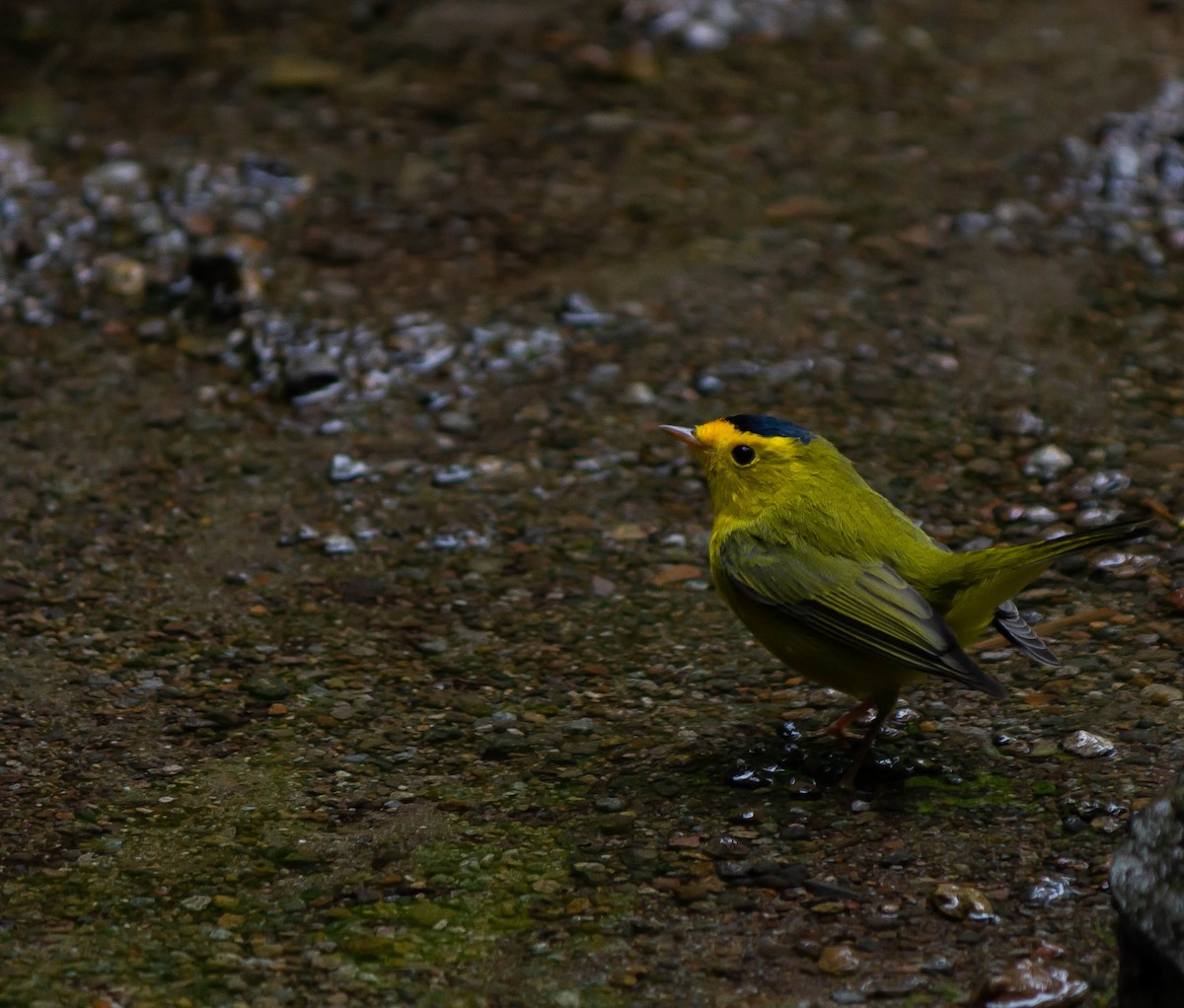 Wilson's Warbler - ML625272389