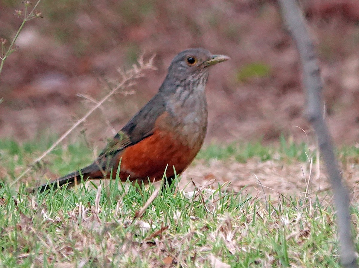 Rufous-bellied Thrush - Diane Drobka