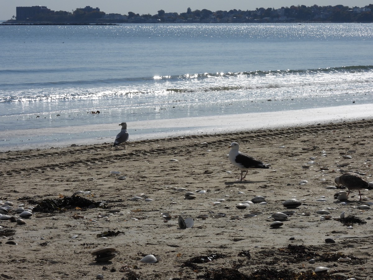 Herring Gull- - ML625272473