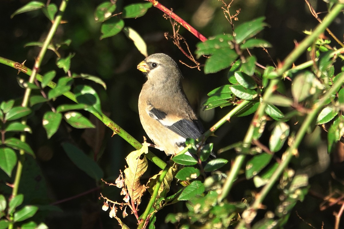 Taiwan Bullfinch - ML625272476