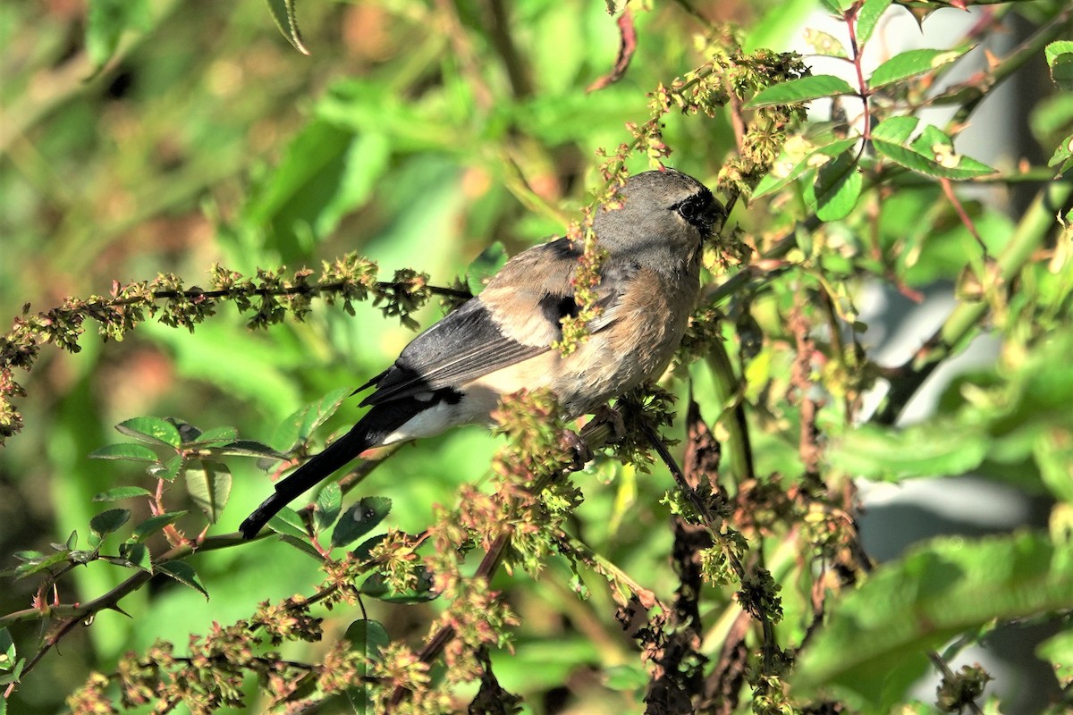 Taiwan Bullfinch - ML625272478