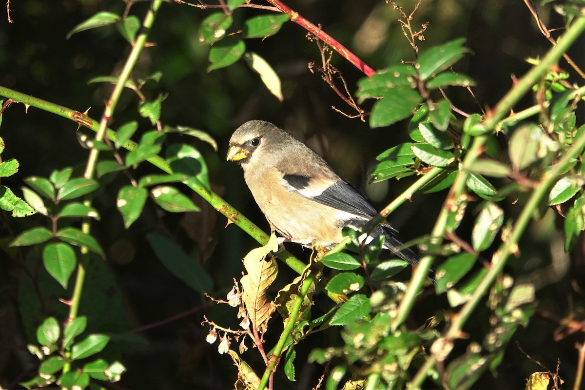 Taiwan Bullfinch - ML625272479