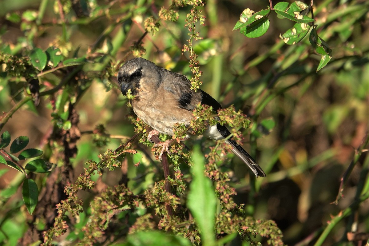 Taiwan Bullfinch - ML625272480