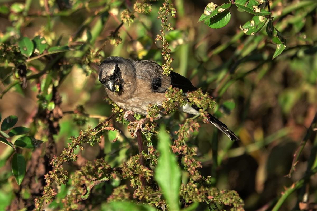 Taiwan Bullfinch - ML625272481