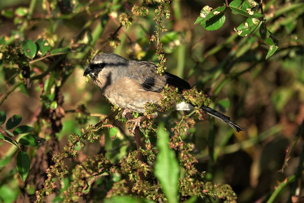 Taiwan Bullfinch - ML625272482