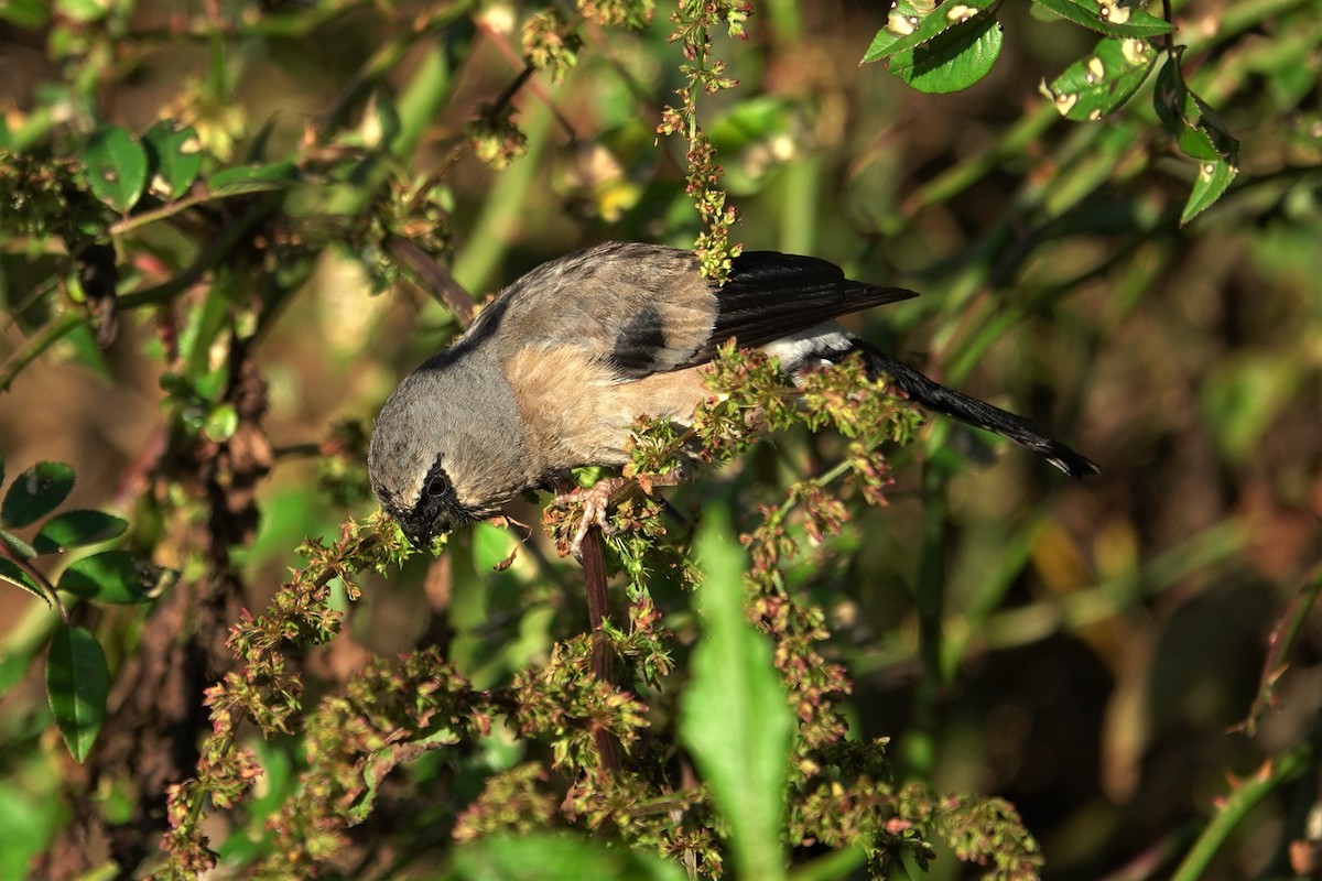 Taiwan Bullfinch - ML625272483