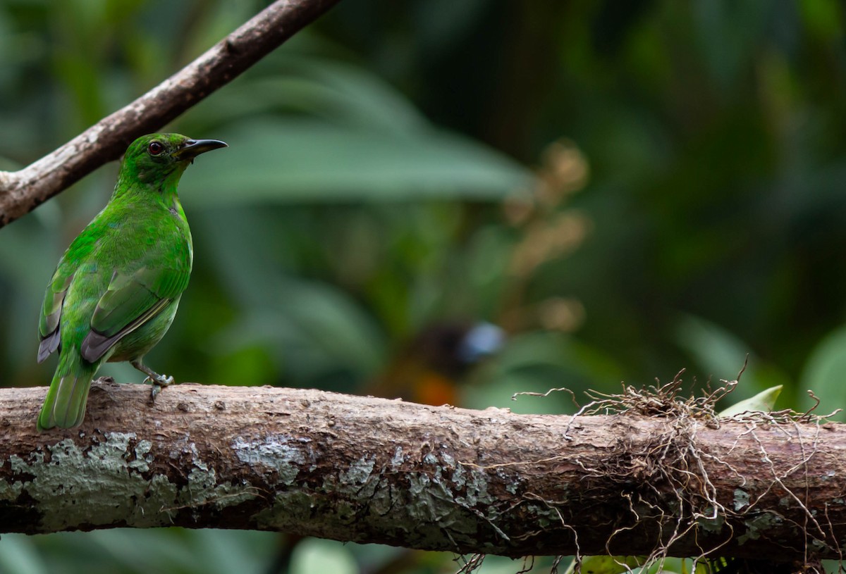 Green Honeycreeper - ML625272523