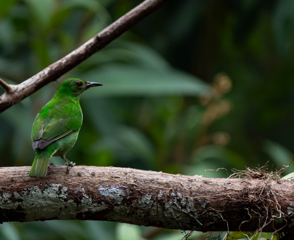 Green Honeycreeper - ML625272524