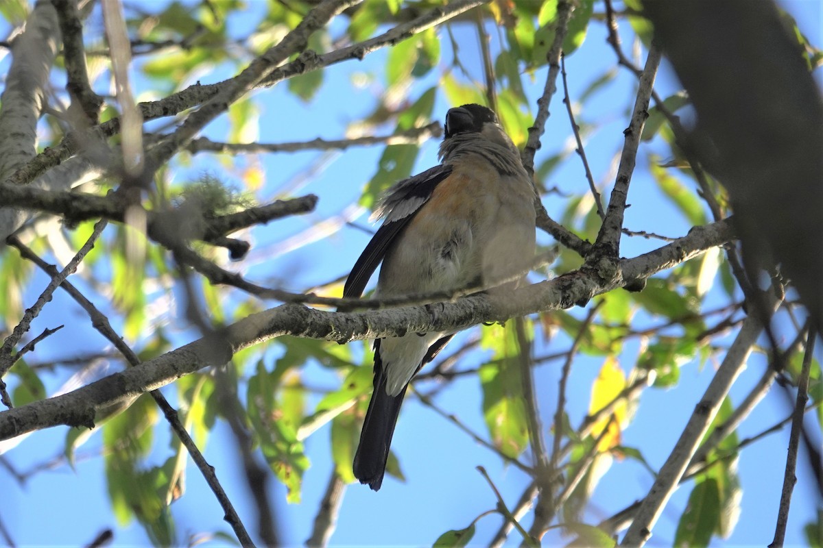 Taiwan Bullfinch - ML625272528