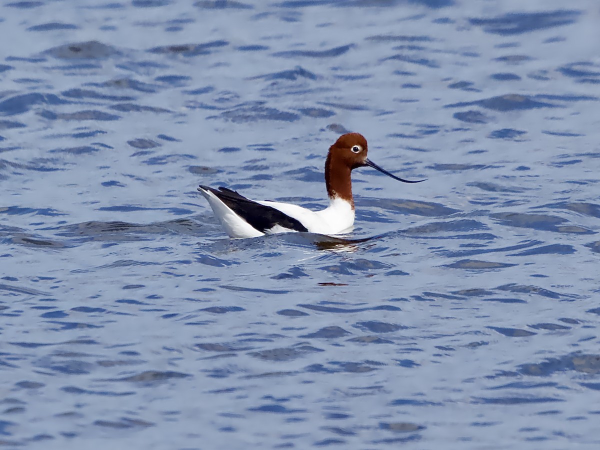 Red-necked Avocet - ML625272529