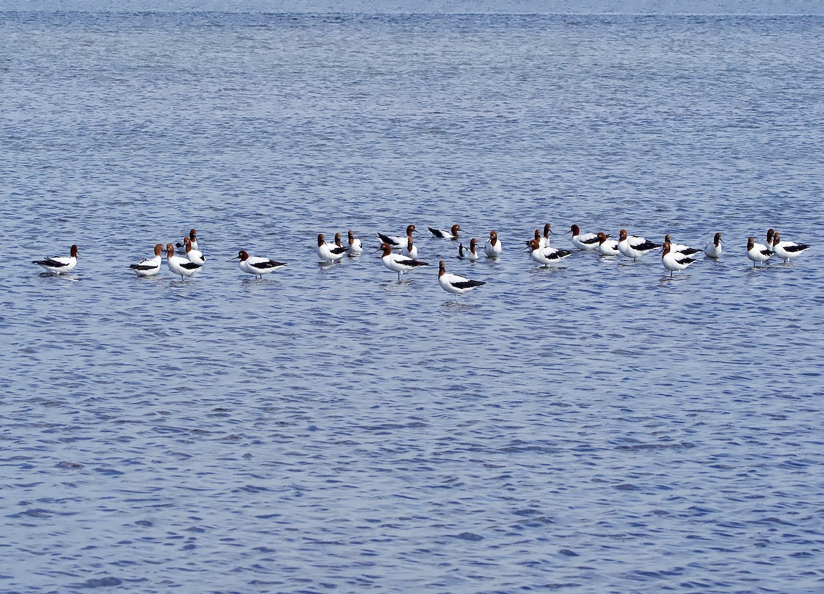 Red-necked Avocet - ML625272530