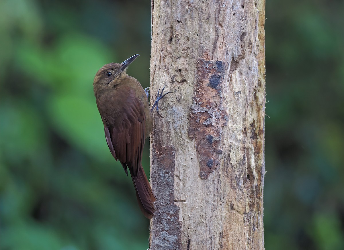 Tyrannine Woodcreeper - ML625272543