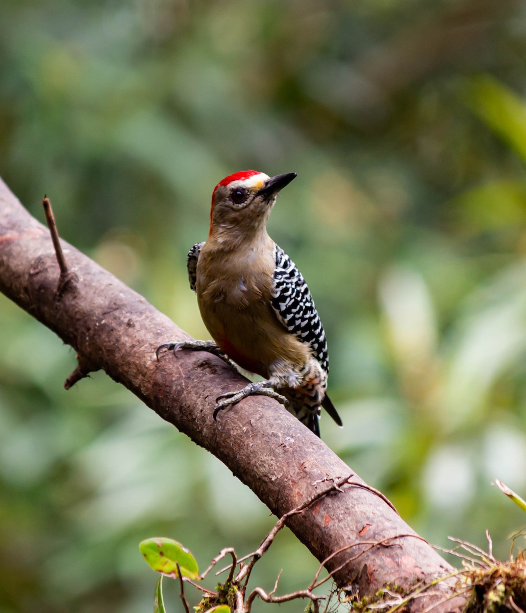 Red-crowned Woodpecker - ML625272563