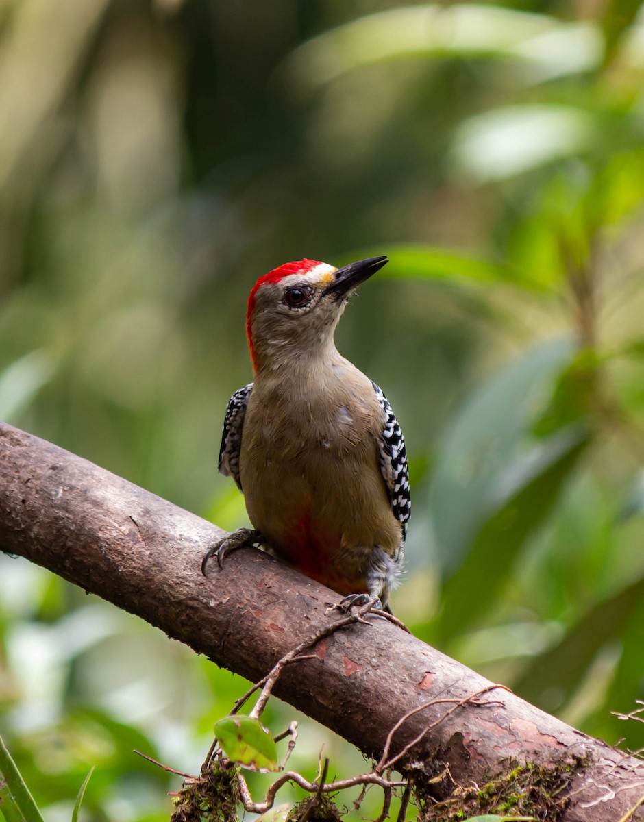 Red-crowned Woodpecker - Francy Cortés