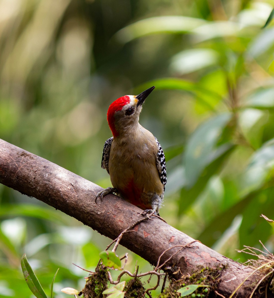 Red-crowned Woodpecker - ML625272565