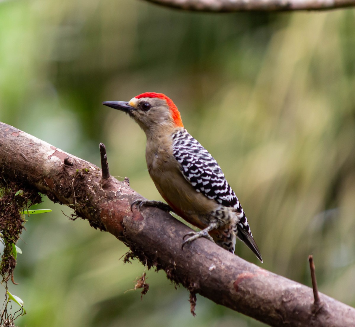 Red-crowned Woodpecker - ML625272566