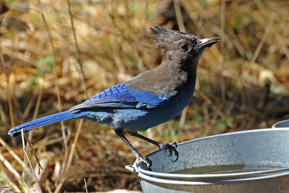 Steller's Jay - ML625272620