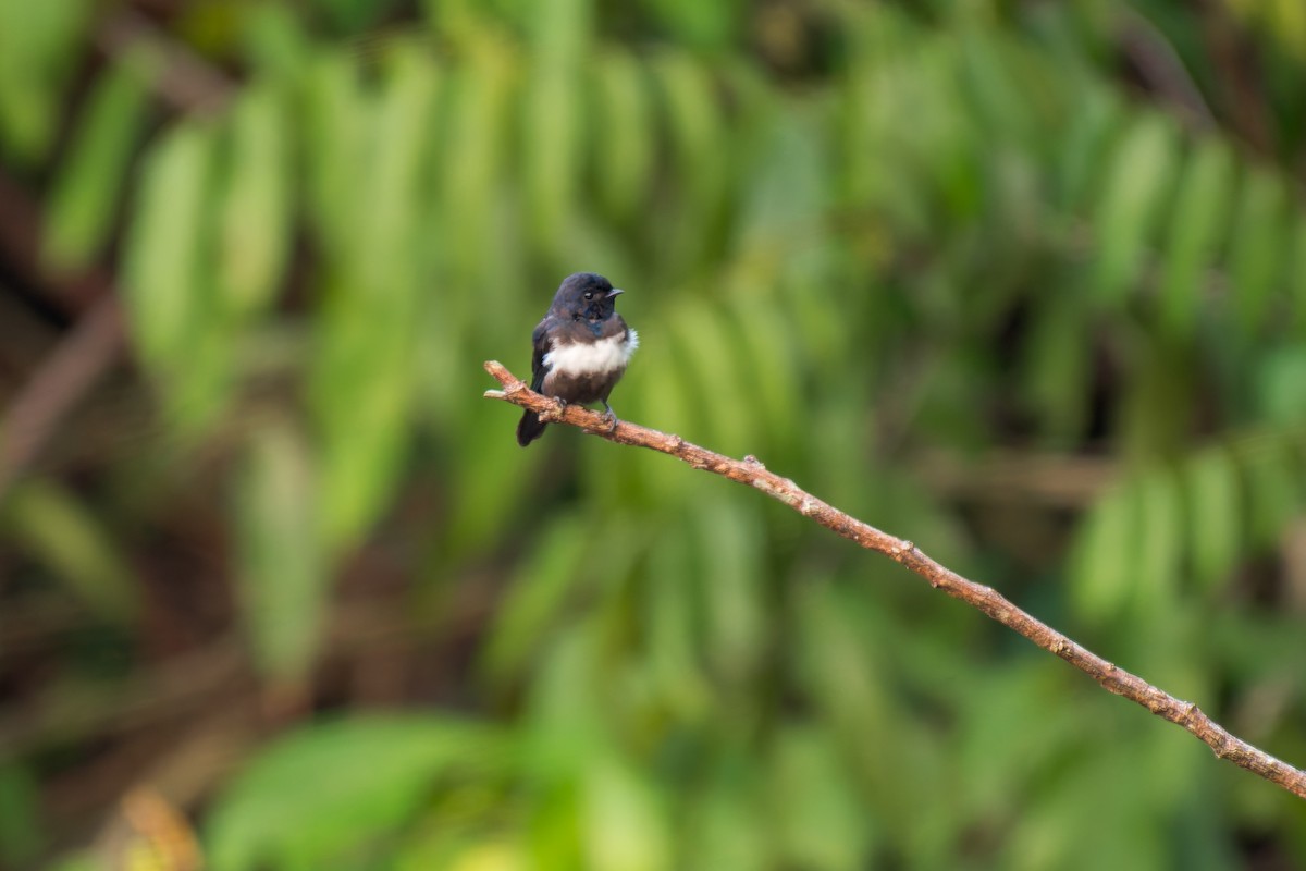 White-banded Swallow - ML625272691