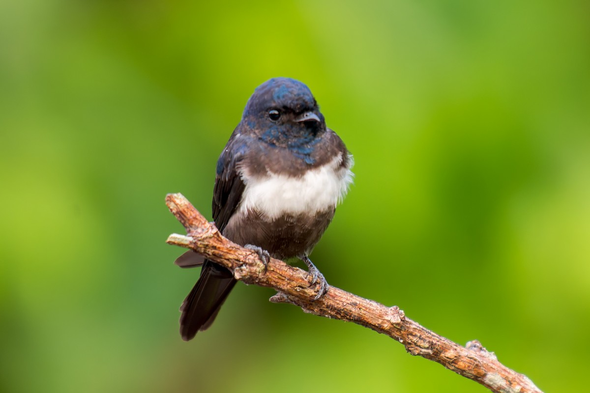 White-banded Swallow - ML625272697