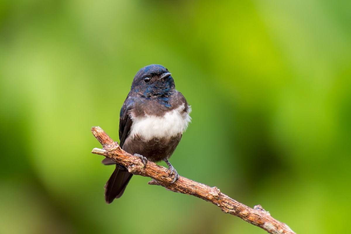 White-banded Swallow - ML625272698