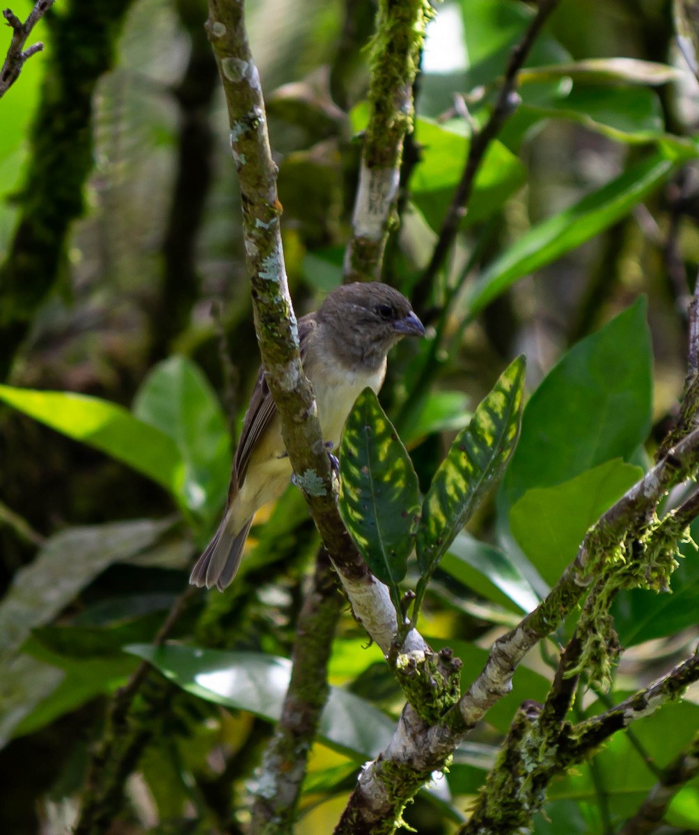 Yellow-bellied Seedeater - ML625272775