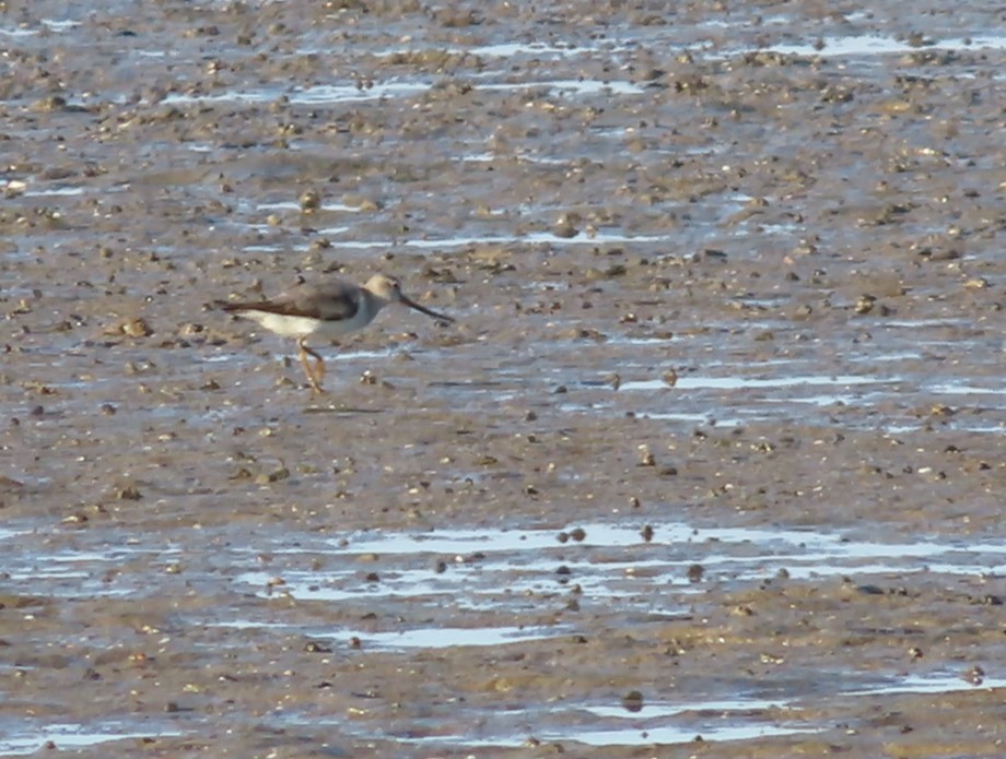 Terek Sandpiper - ML625272824