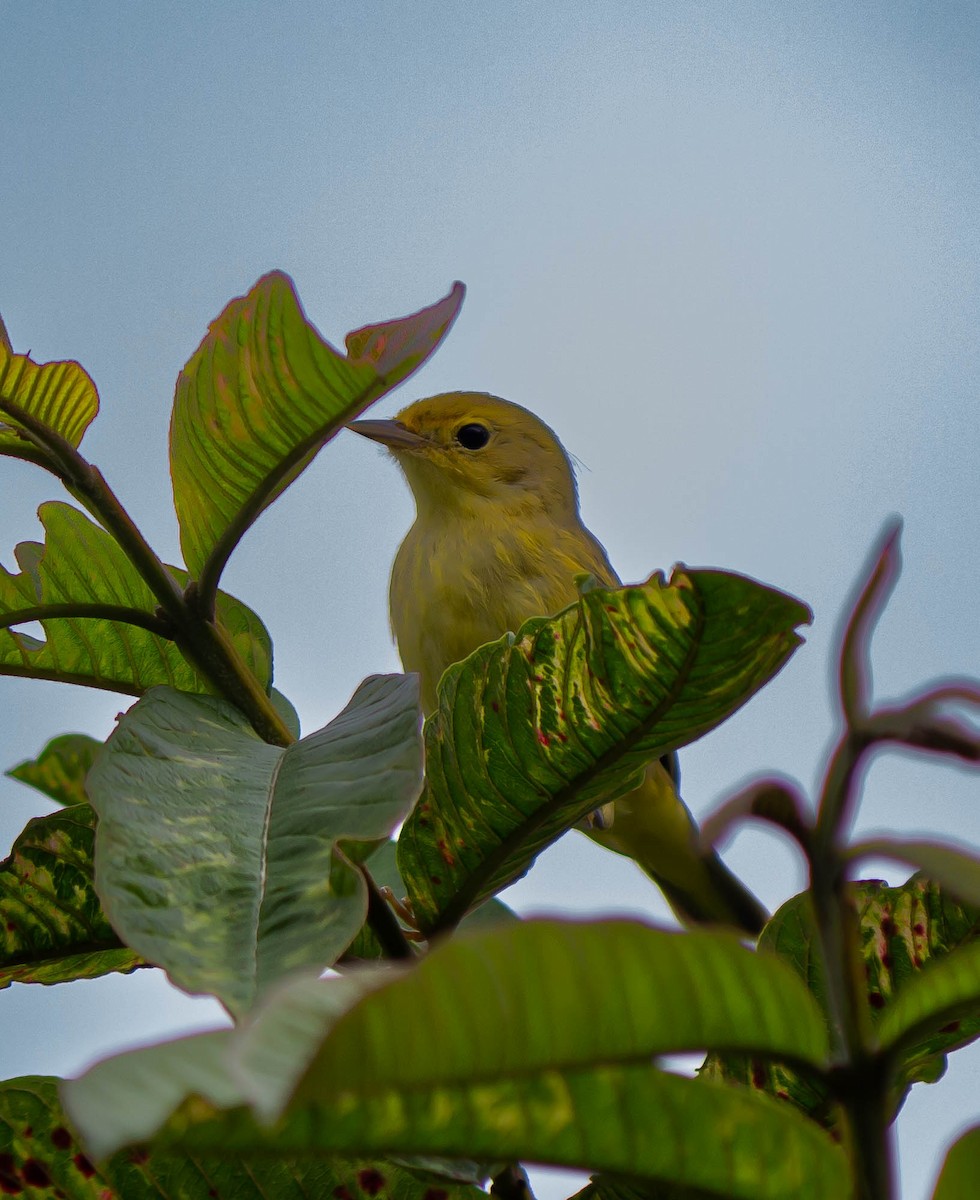 Yellow Warbler - ML625272830