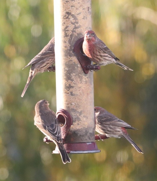 House Finch - A. Gary Reid