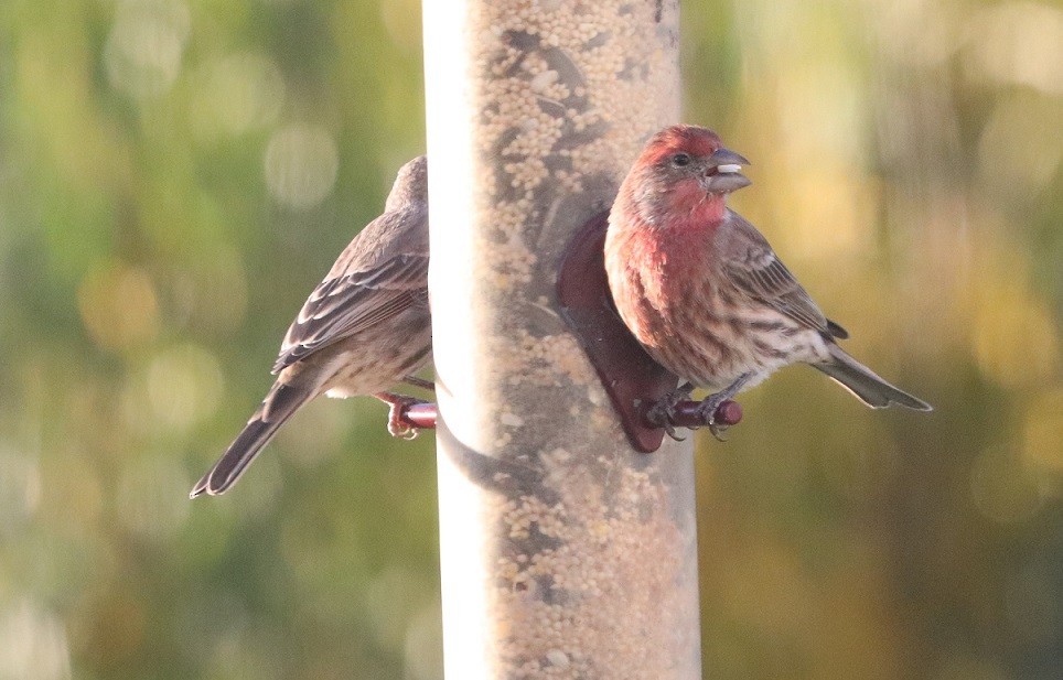 House Finch - ML625272922