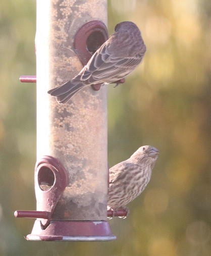 House Finch - ML625272923