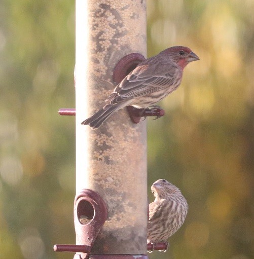 House Finch - ML625272924