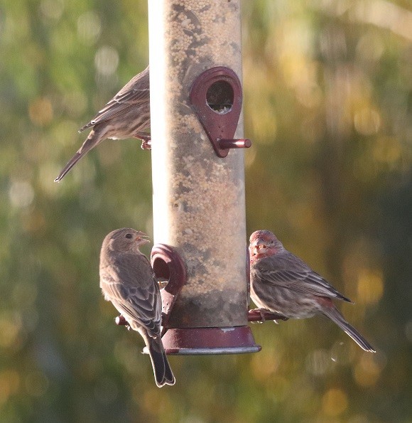 House Finch - ML625272925