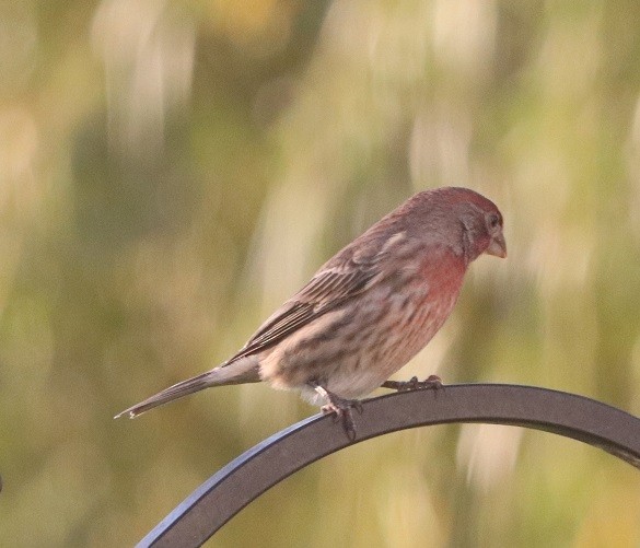 House Finch - ML625272926